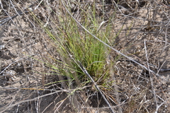 Bouteloua aristidoides