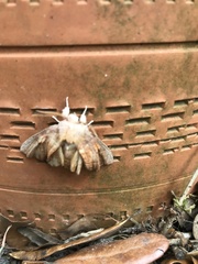 Phyllodesma americana