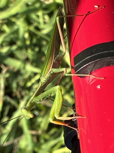 European Mantis