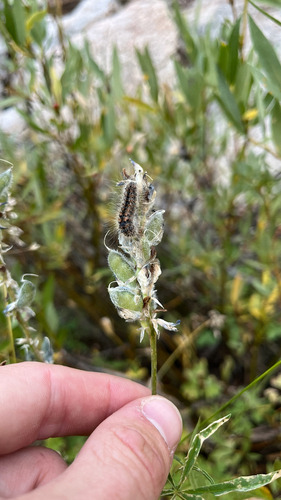 iNaturalist observation photo of Dagger Moths