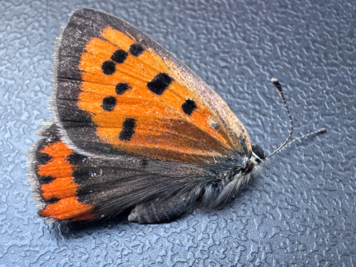 Small Copper