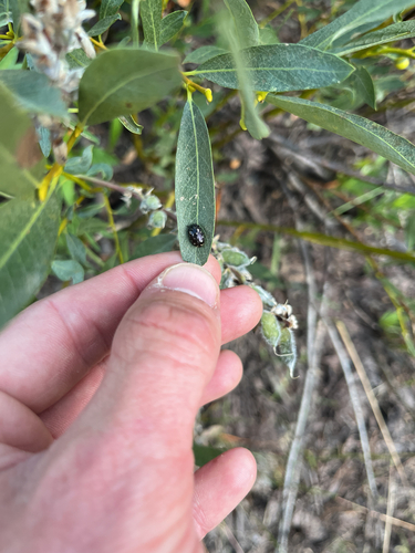 iNaturalist observation photo of Chrysomela