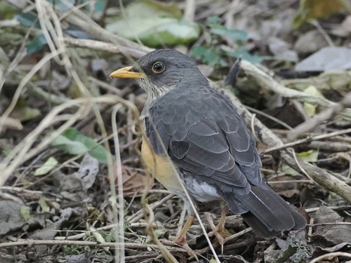 iNaturalist image