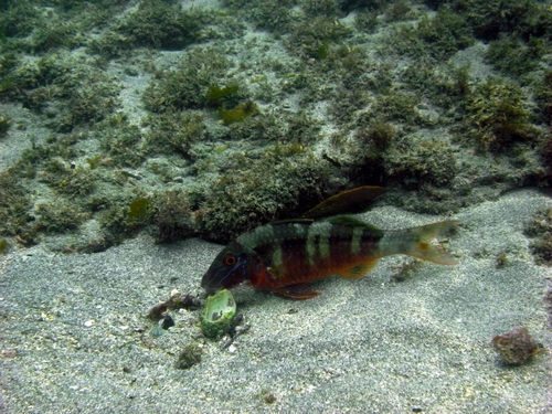 Upeneichthys porosus