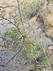 Vachellia constricta, photograph author not stated, no rights reserved