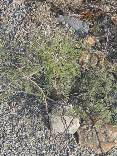 Vachellia constricta, photograph 3