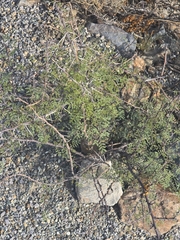Vachellia constricta, photograph author not stated, no rights reserved