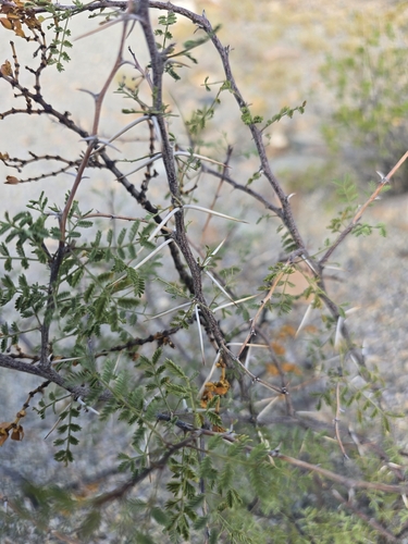 Vachellia constricta, photograph 4