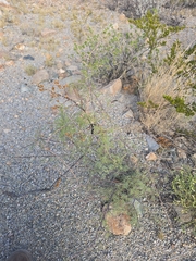 Vachellia constricta, photograph author not stated, no rights reserved