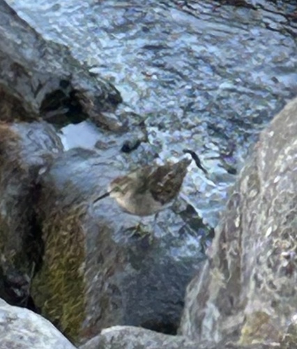 Least Sandpiper