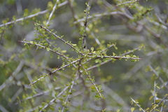 Condalia globosa