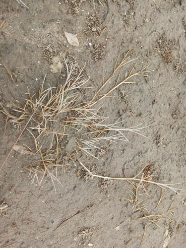 Puccinellia maritima observed 2026-08-17