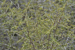 Condalia globosa