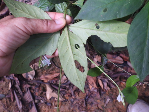 Spigelia hamellioides, 2026-08-08