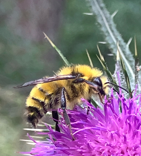 iNaturalist observation photo of Bumble Bees