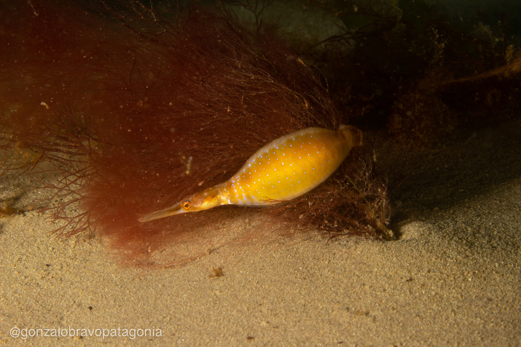 Amanda's Pipefish