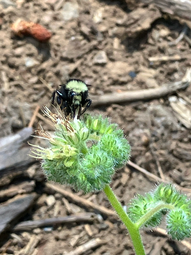 iNaturalist observation photo of Van Dyke's Bumble Bee