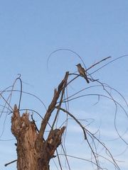 Myiarchus cinerascens