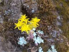 Sedum spathulifolium
