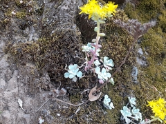 Sedum spathulifolium