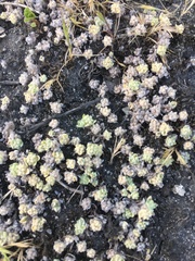 Psilocarphus brevissimus