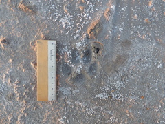 Chrysocyon brachyurus