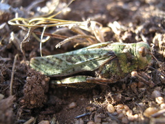 Angaracris barabensis