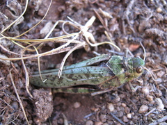 Angaracris barabensis