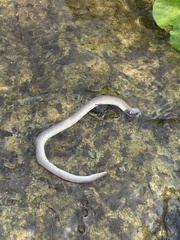 Haldea striatula