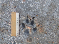 Chrysocyon brachyurus