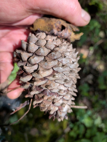Pinus pungens, photograph 4