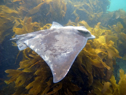 Myliobatis tenuicaudata