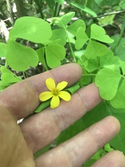 Oxalis illinoensis