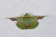 Fascellina plagiata