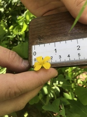 Oxalis illinoensis
