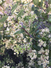 Ceanothus perplexans