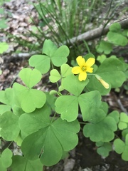 Oxalis illinoensis