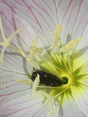 Acmaeodera ornatoides