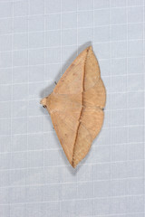 Ugia purpurea