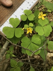 Oxalis illinoensis