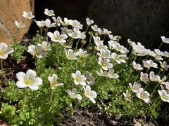 Saxifraga cespitosa
