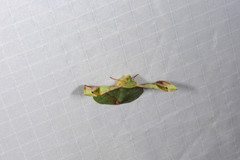 Fascellina plagiata