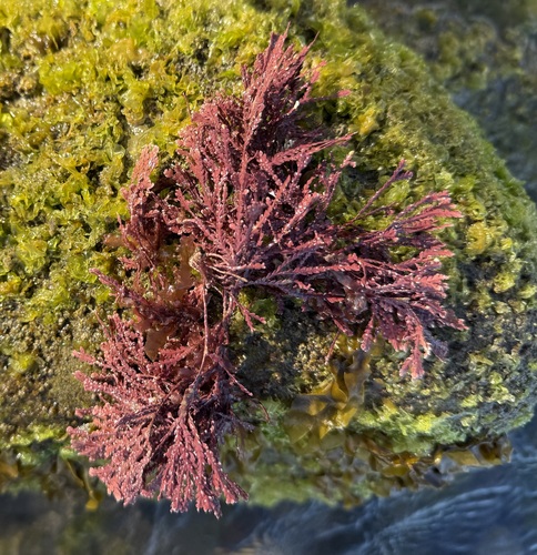 Bossiella orbigniana, 2026-08-16
