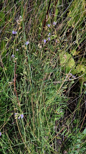 Astragalus austriacus, photograph 2