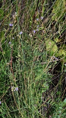 Astragalus austriacus, photograph (c) Анна Митрошенкова, some rights reserved (CC BY)