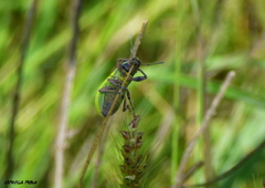 Pantomorus viridisquamosus