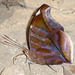 Mariposa Lumbrera del Caribe - Photo (c) Andreas Kay, algunos derechos reservados (CC BY-NC-SA)