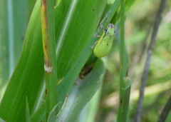 Pantomorus viridisquamosus