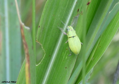 Pantomorus viridisquamosus