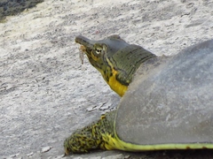 Apalone spinifera pallida